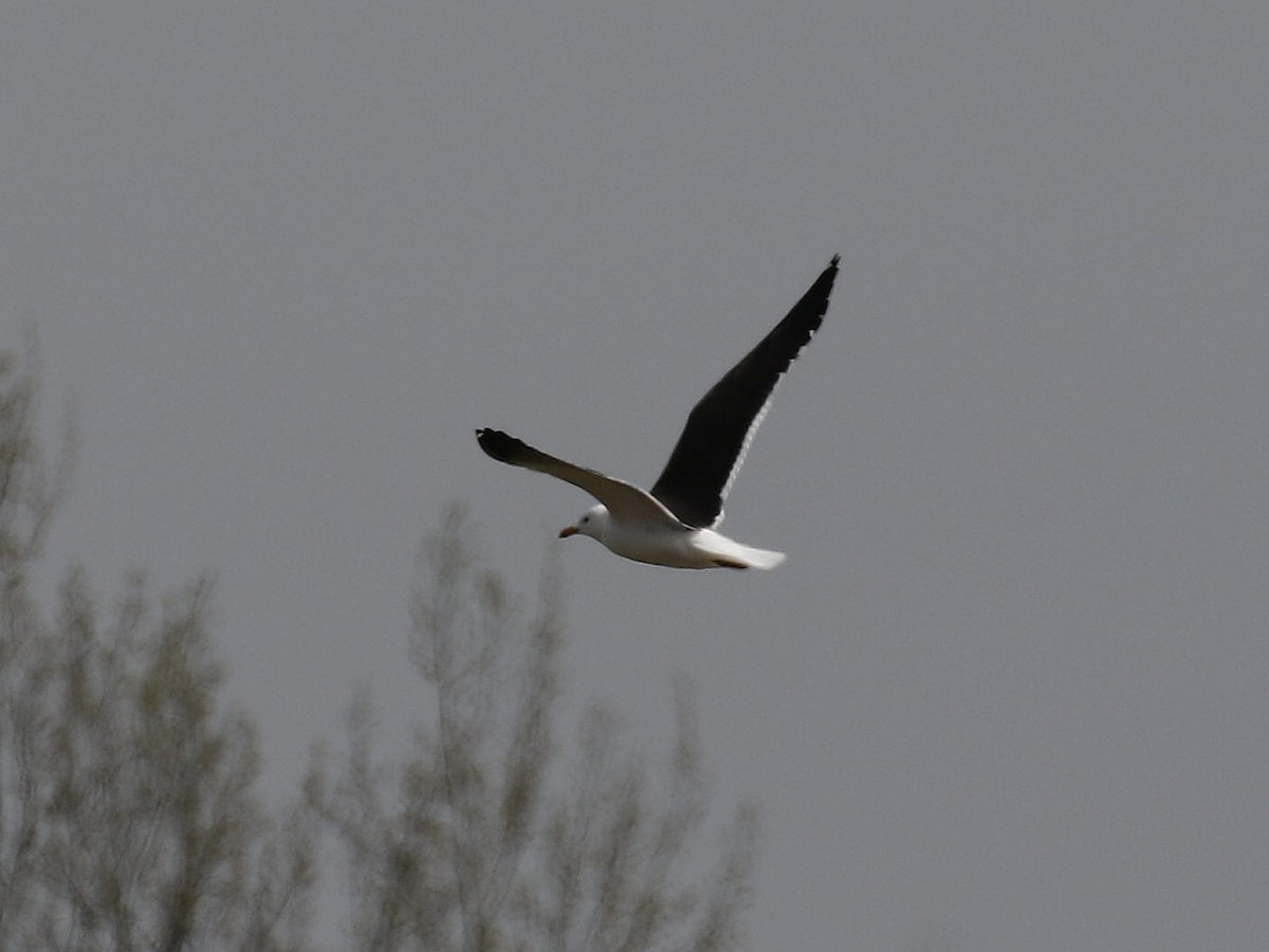Lesser Black-backed Gull (fuscus) - ML617255091