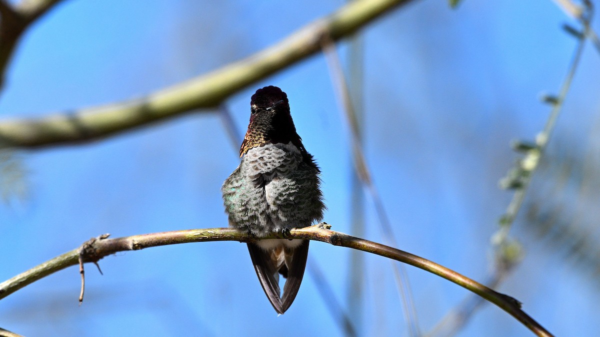 Anna's Hummingbird - ML617255146