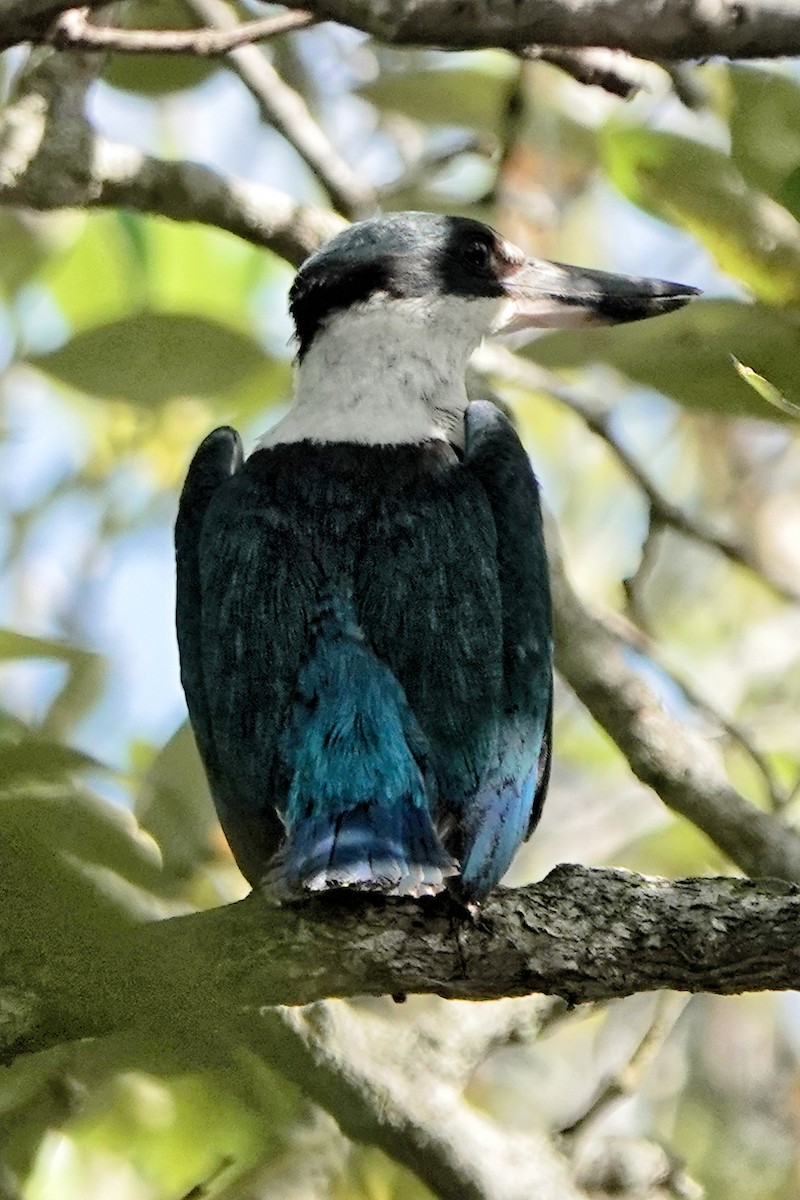 Torresian Kingfisher - ML617255155