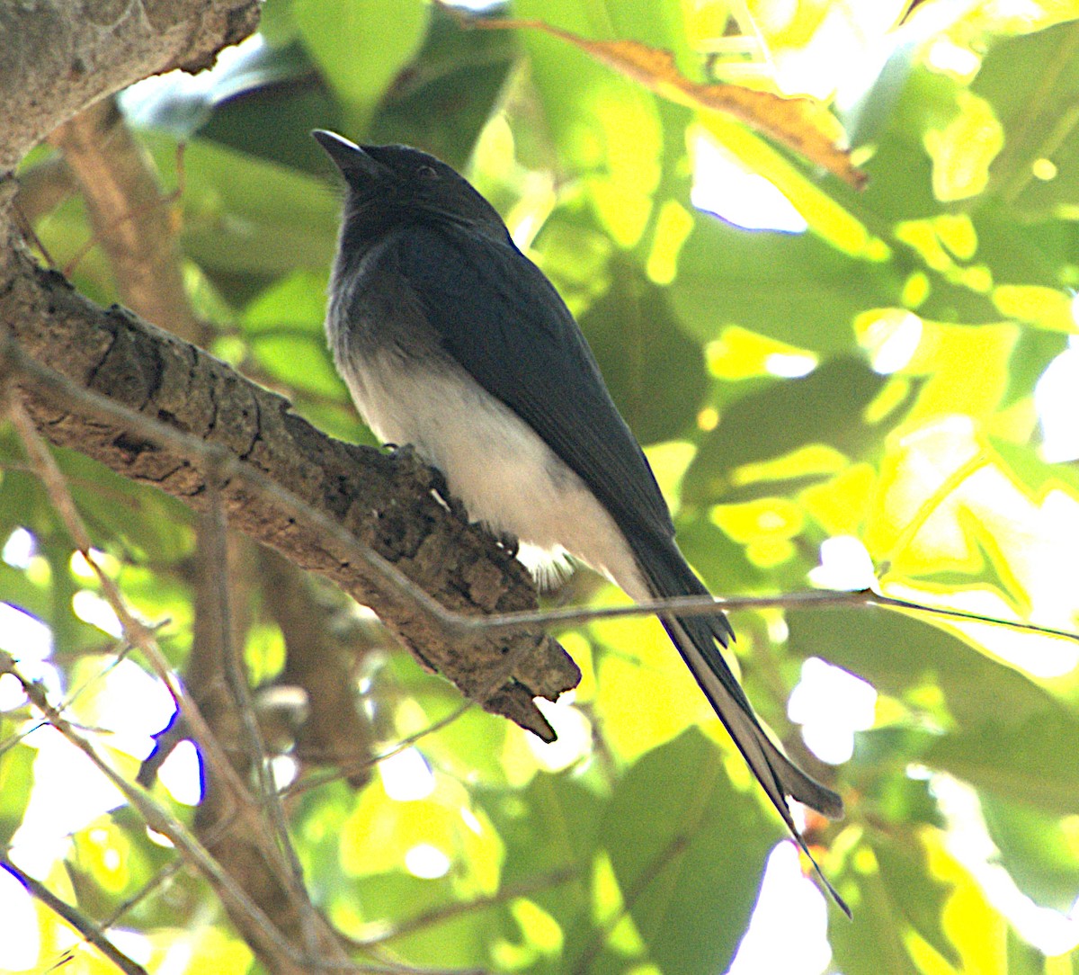 White-bellied Drongo - Ayaan S