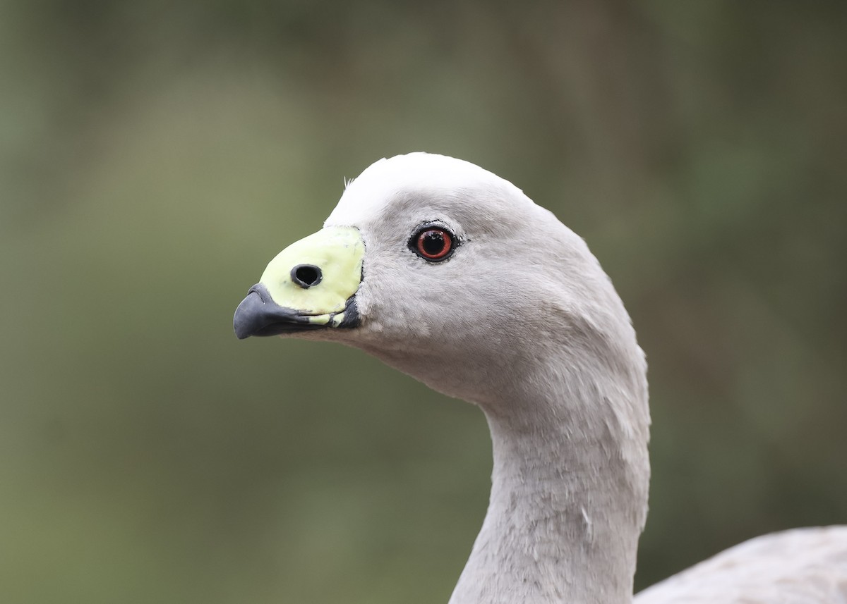 Cape Barren Goose - Martin Allen