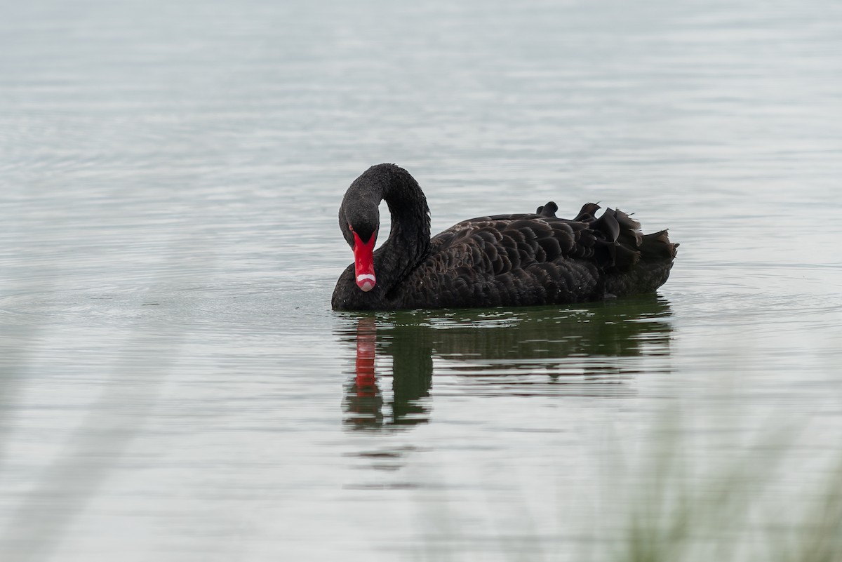 Black Swan - ML617255261
