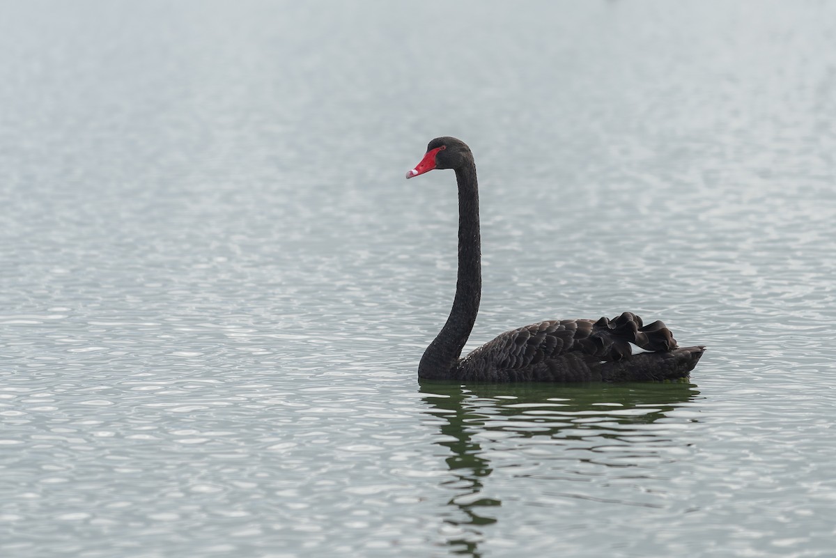 Black Swan - ML617255262