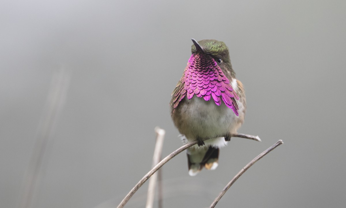 Wine-throated Hummingbird - ML617255282