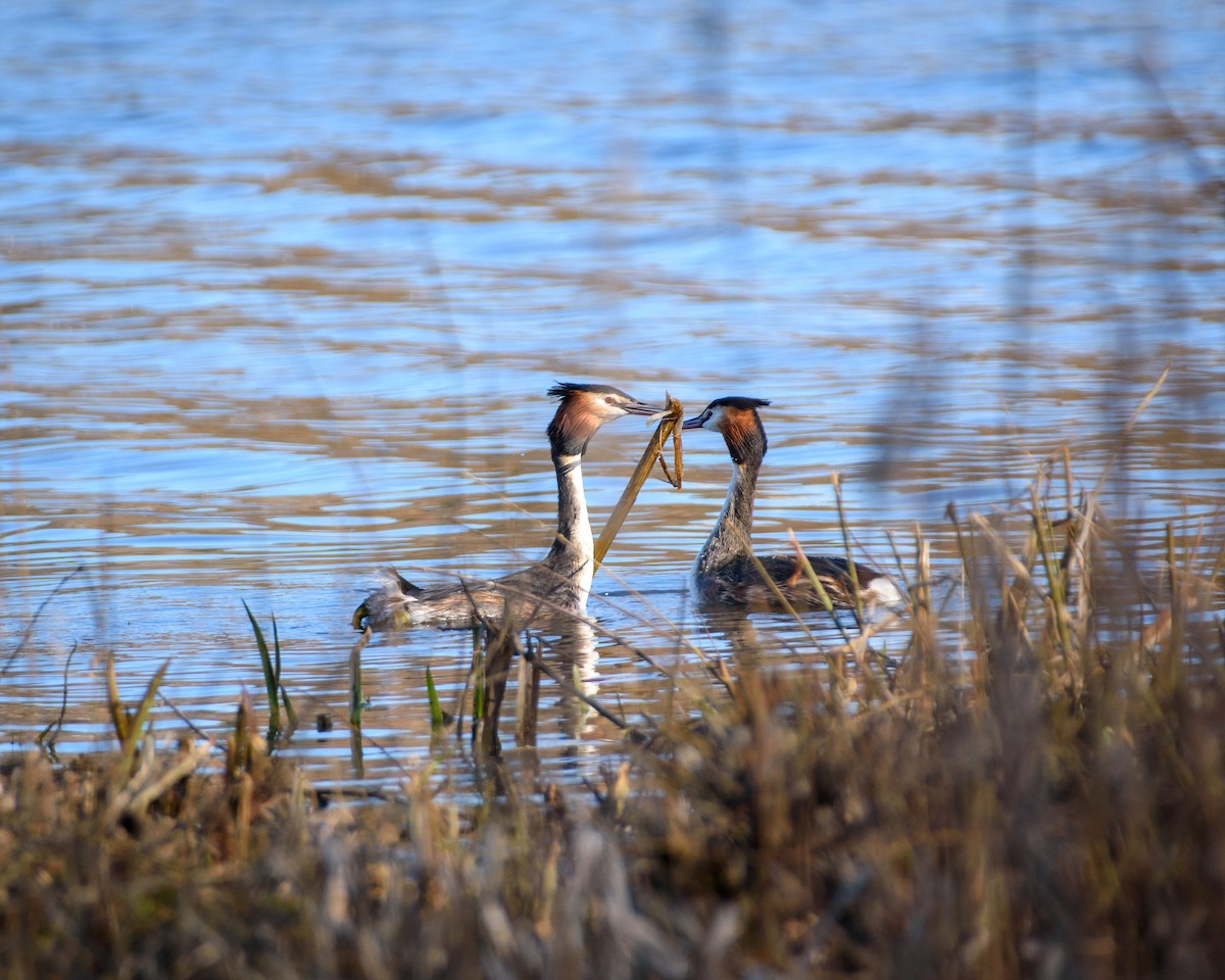 Great Crested Grebe - ML617255412
