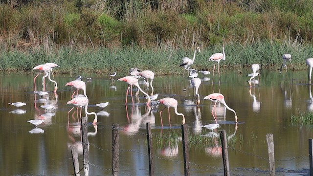 Greater Flamingo - ML617255527