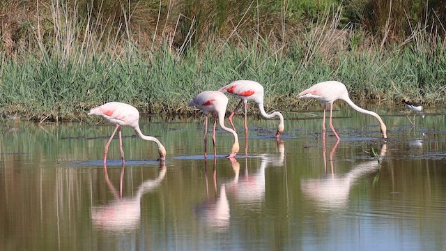 Greater Flamingo - ML617255528