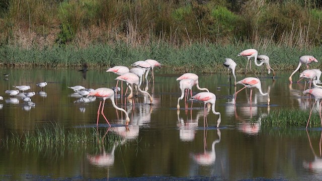 Greater Flamingo - ML617255529