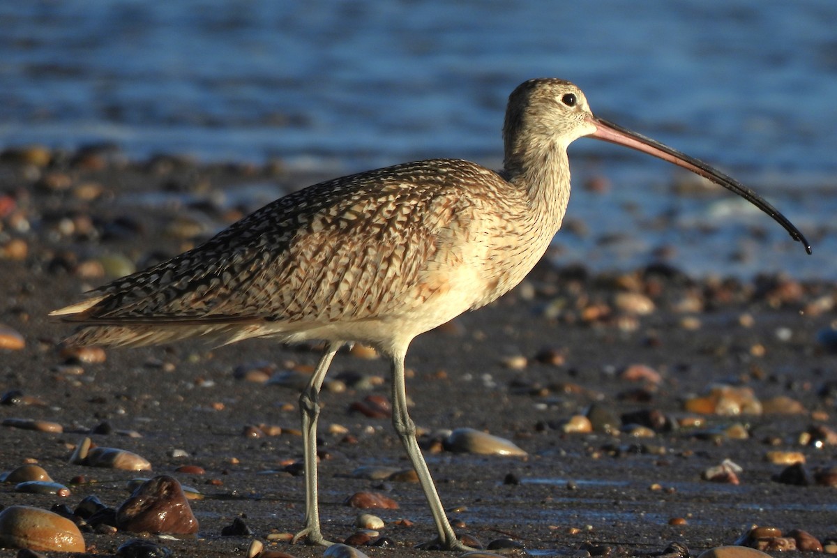 Long-billed Curlew - ML617255531