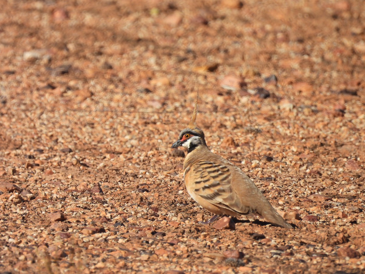 Spinifex Pigeon - ML617255559