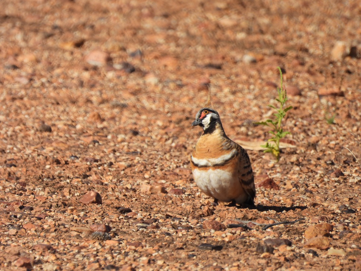 Spinifex Pigeon - ML617255560