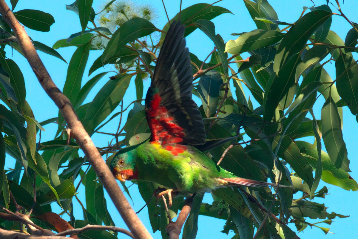 eBird Checklist 12 Apr 2024 Dharawal National ParkVictoria Road