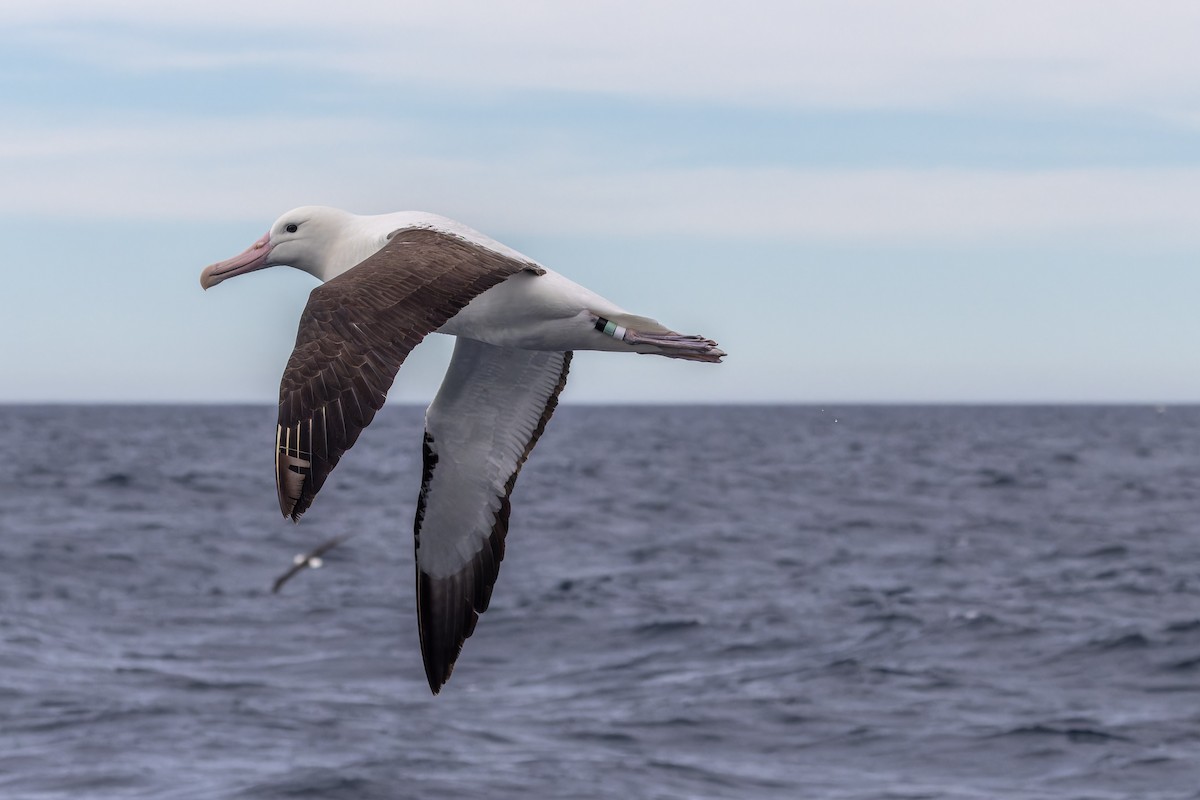 Northern Royal Albatross - Sila Viriyautsahakul