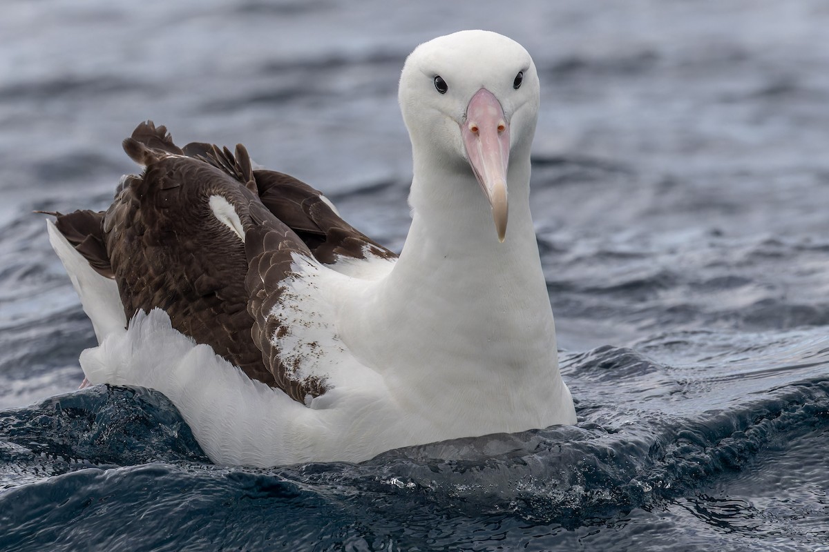 Northern Royal Albatross - Sila Viriyautsahakul