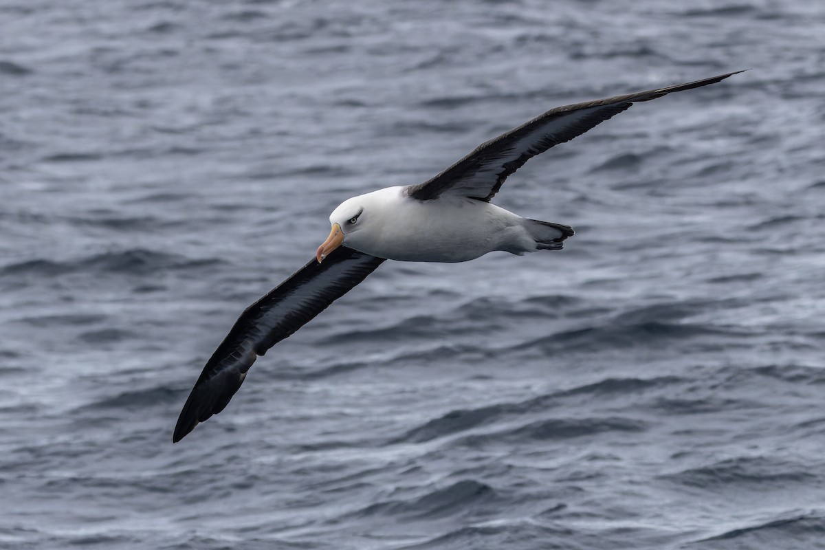 Black-browed Albatross (Campbell) - ML617255843