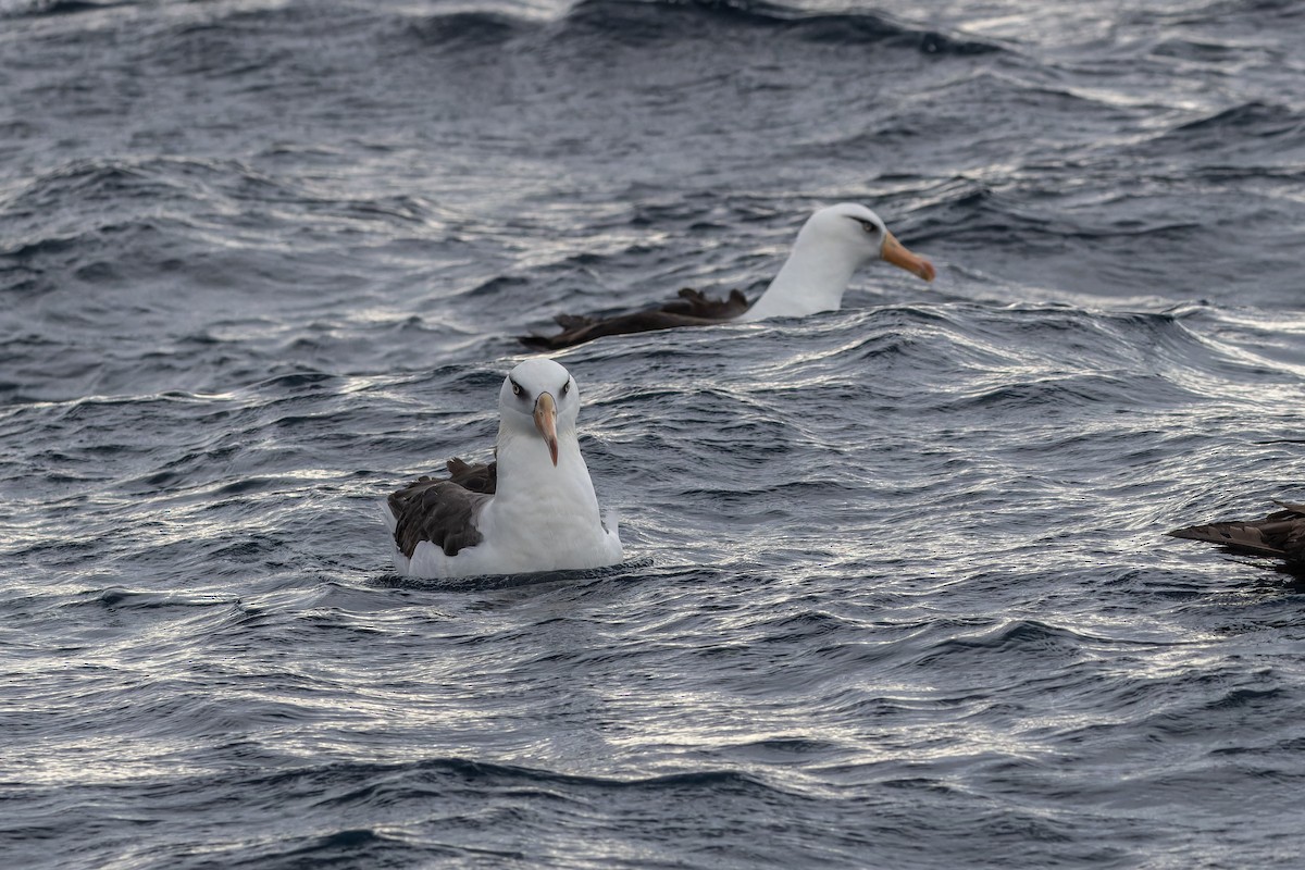 Black-browed Albatross (Campbell) - ML617255846