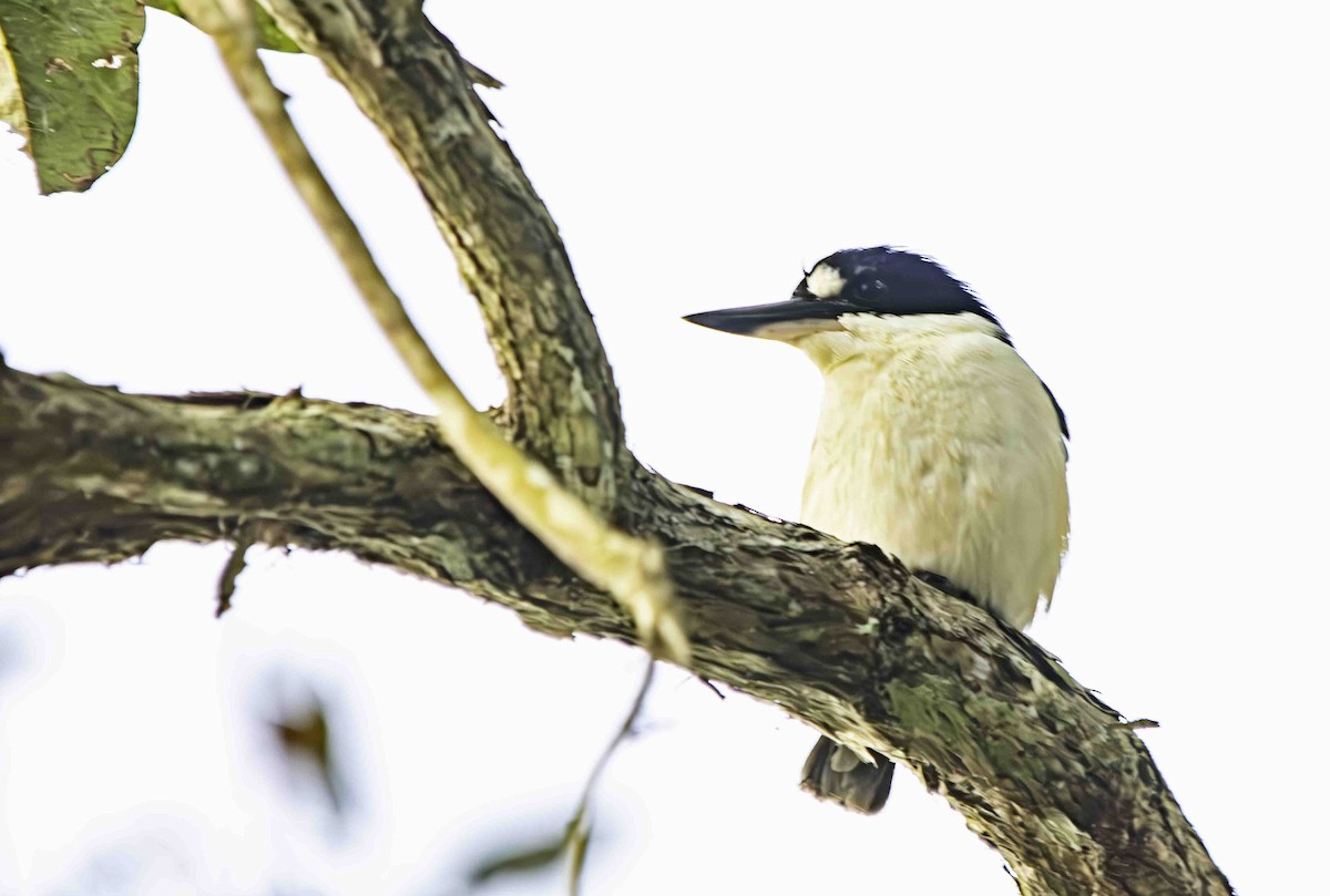Forest Kingfisher - ML617255871