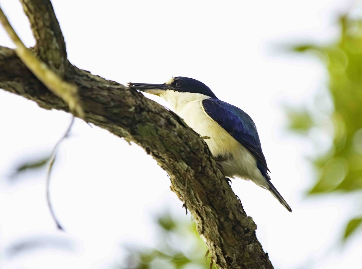 Forest Kingfisher - ML617255872