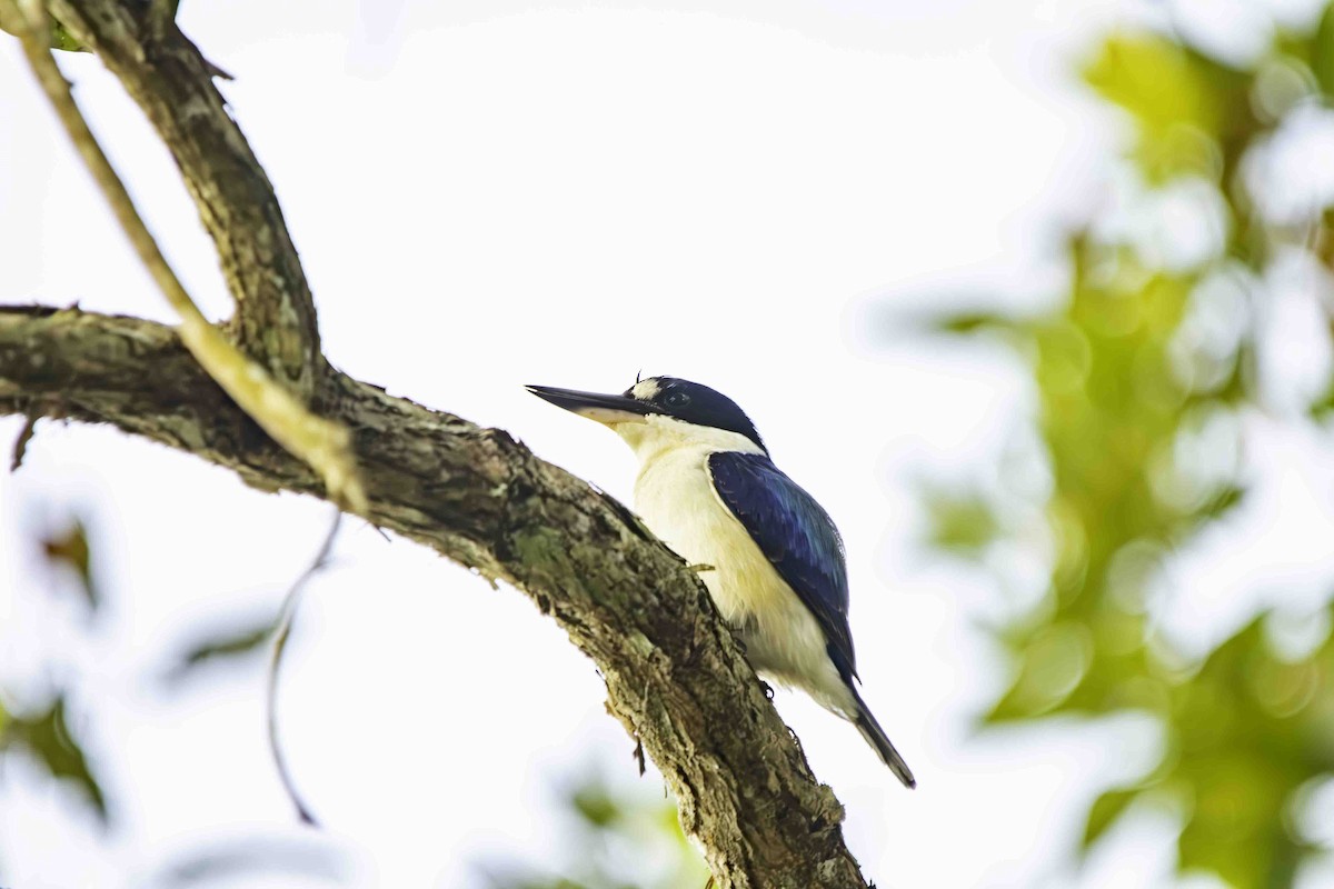 Forest Kingfisher - ML617255873