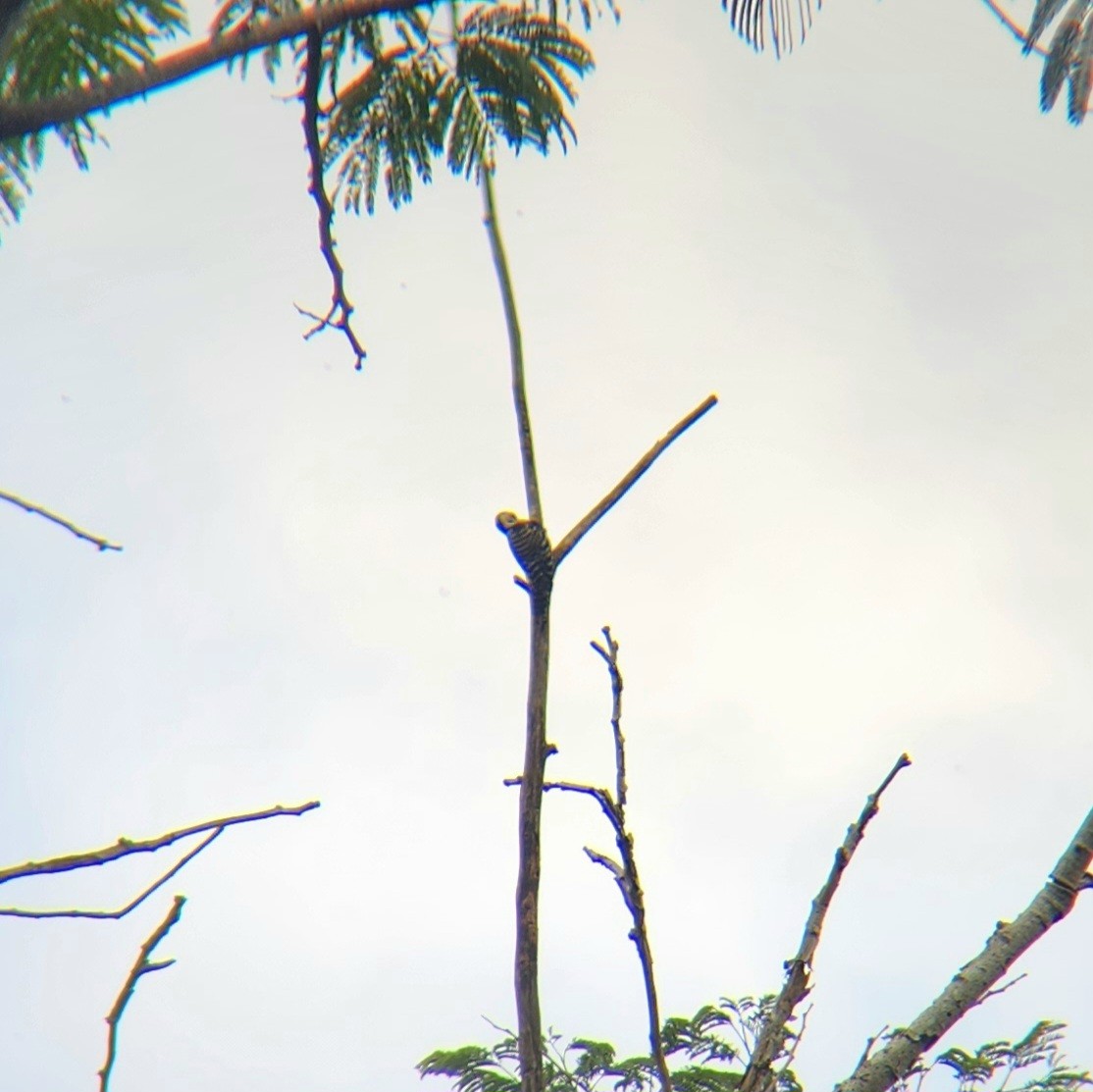Sunda Pygmy Woodpecker - ML617255905