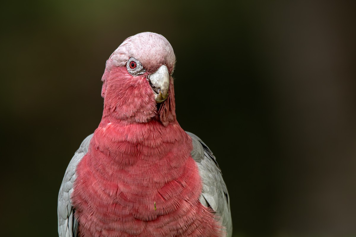 kakadu růžový - ML617255912