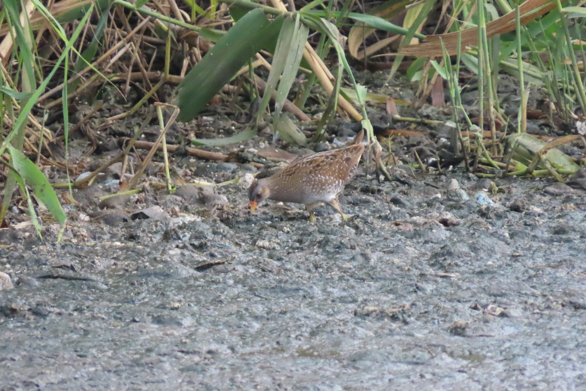 Spotted Crake - ML617255926