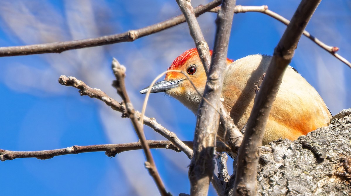 Red-bellied Woodpecker - ML617255962