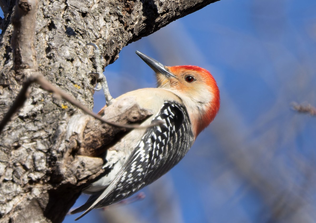 Red-bellied Woodpecker - ML617255963