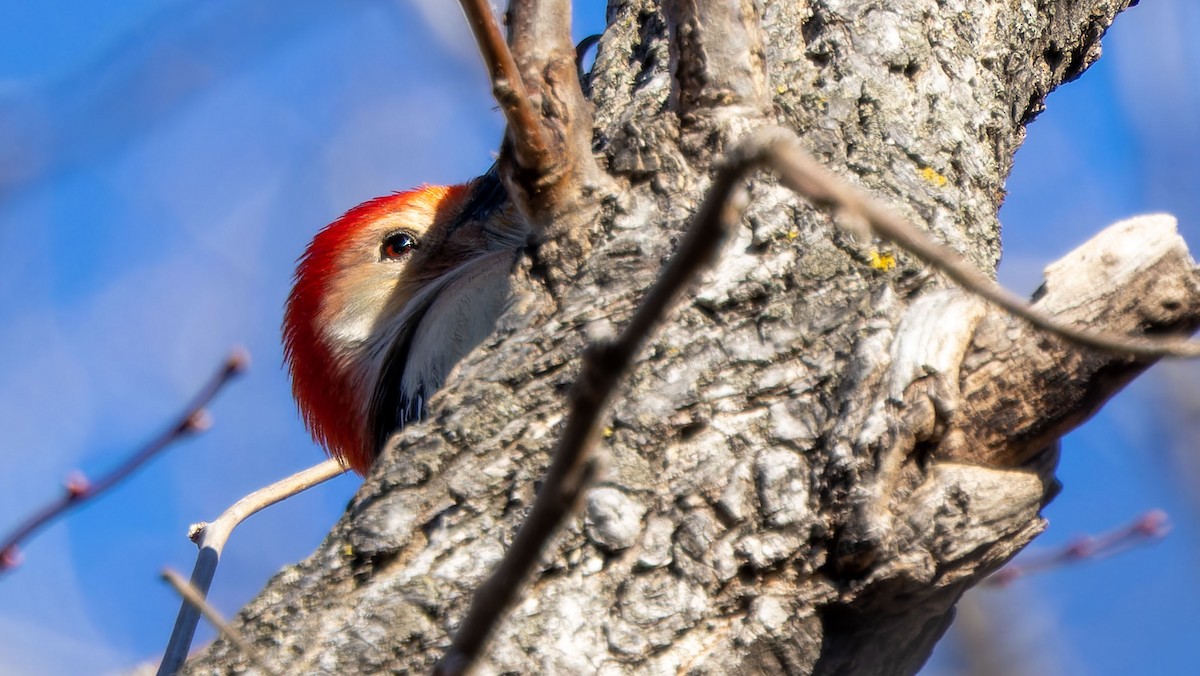 Red-bellied Woodpecker - ML617255964