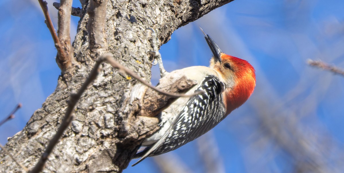 Red-bellied Woodpecker - ML617255965