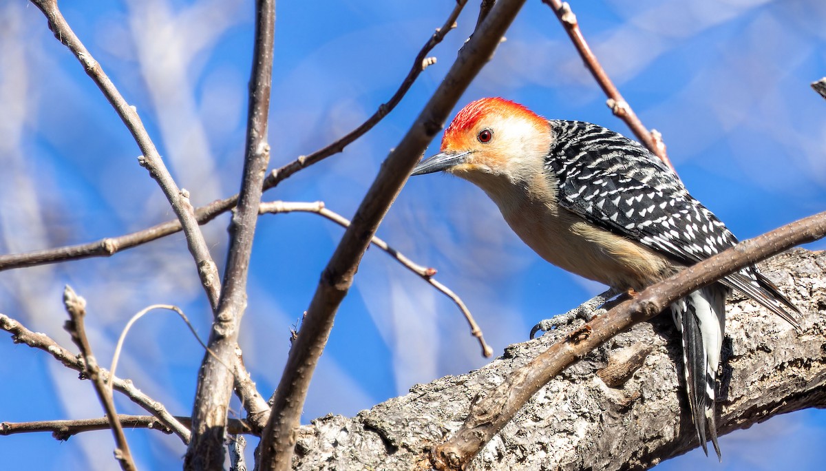 Red-bellied Woodpecker - ML617255966