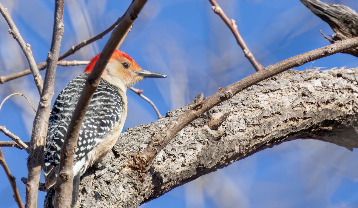 Red-bellied Woodpecker - ML617255967