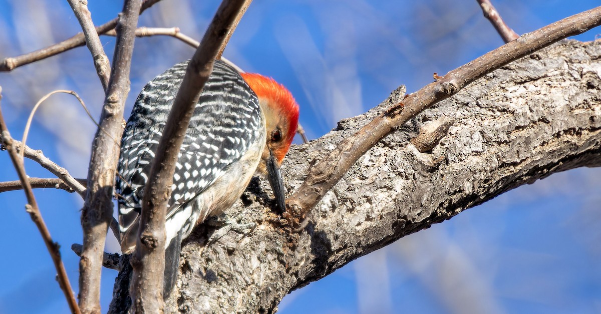 Red-bellied Woodpecker - ML617255969