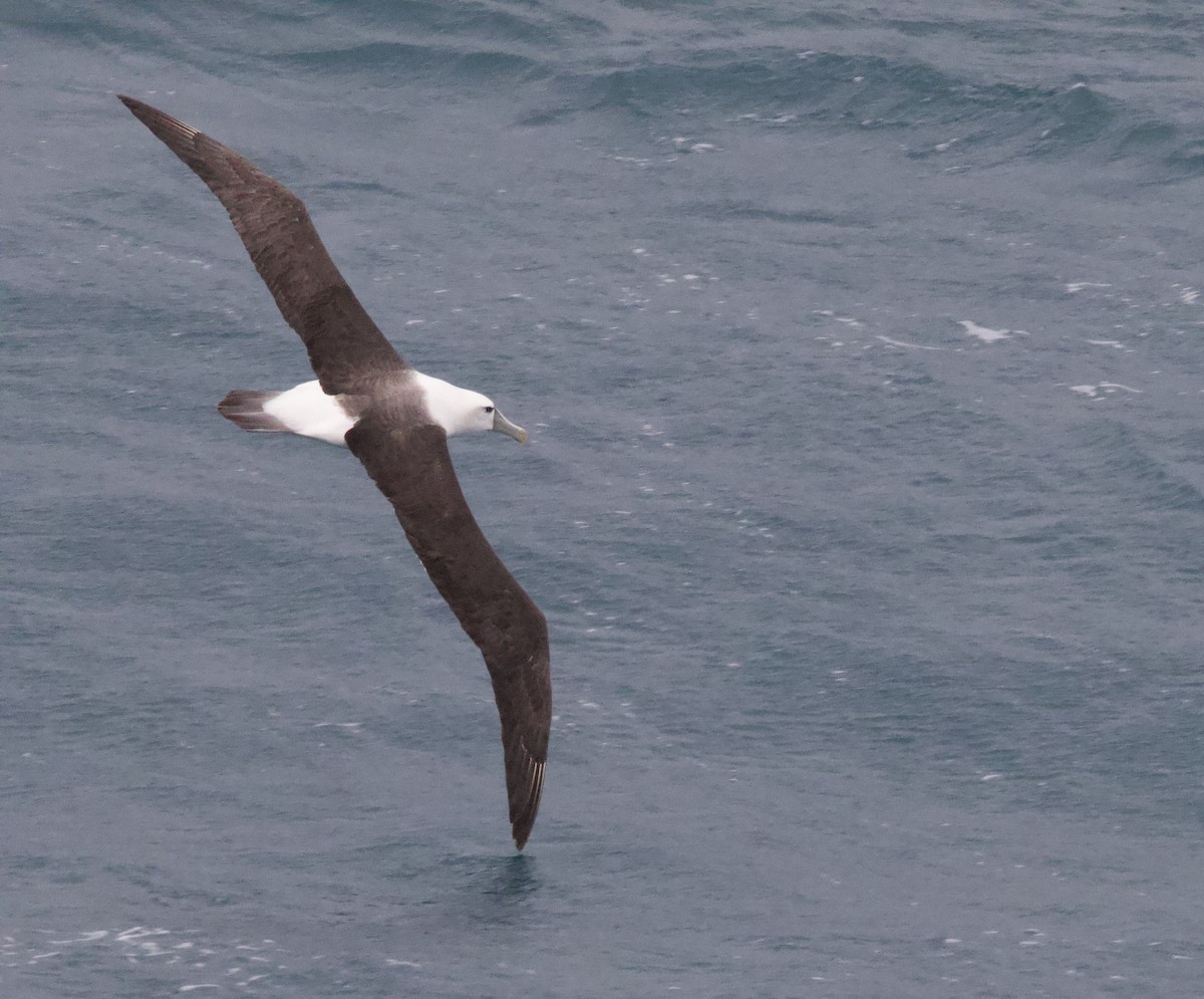 White-capped Albatross - ML617256038