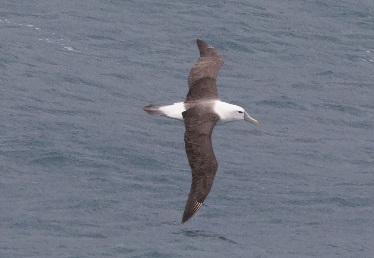 White-capped Albatross - Gerry Mielke