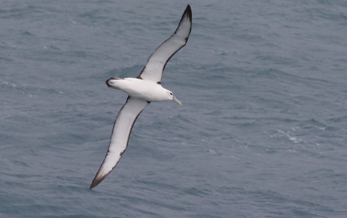 White-capped Albatross - ML617256043