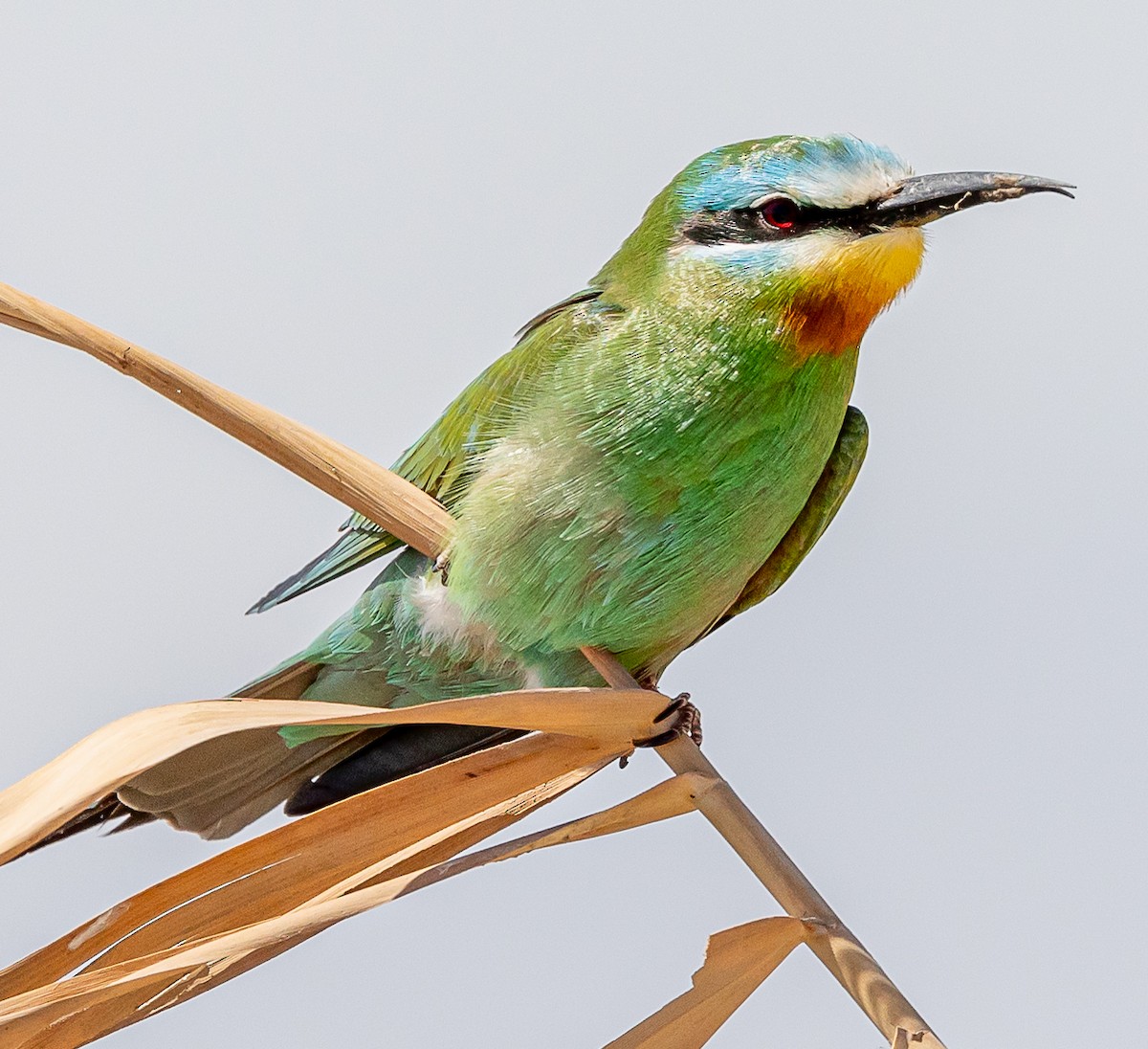 Blue-cheeked Bee-eater - ML617256115