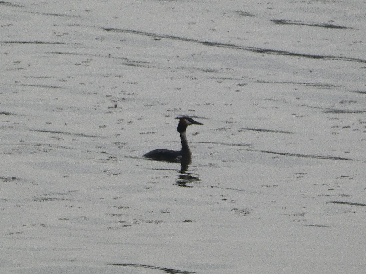 Great Crested Grebe - ML617256161