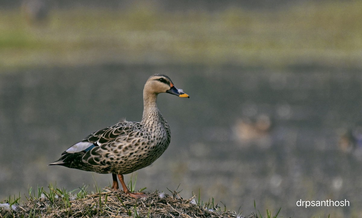 Indian Spot-billed Duck - ML617256164