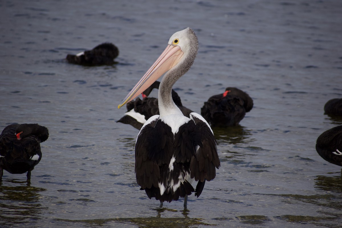 Australian Pelican - Lance Rathbone