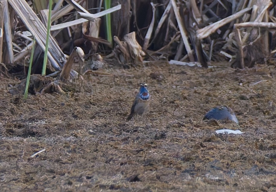 Bluethroat (Red-spotted) - ML617256532