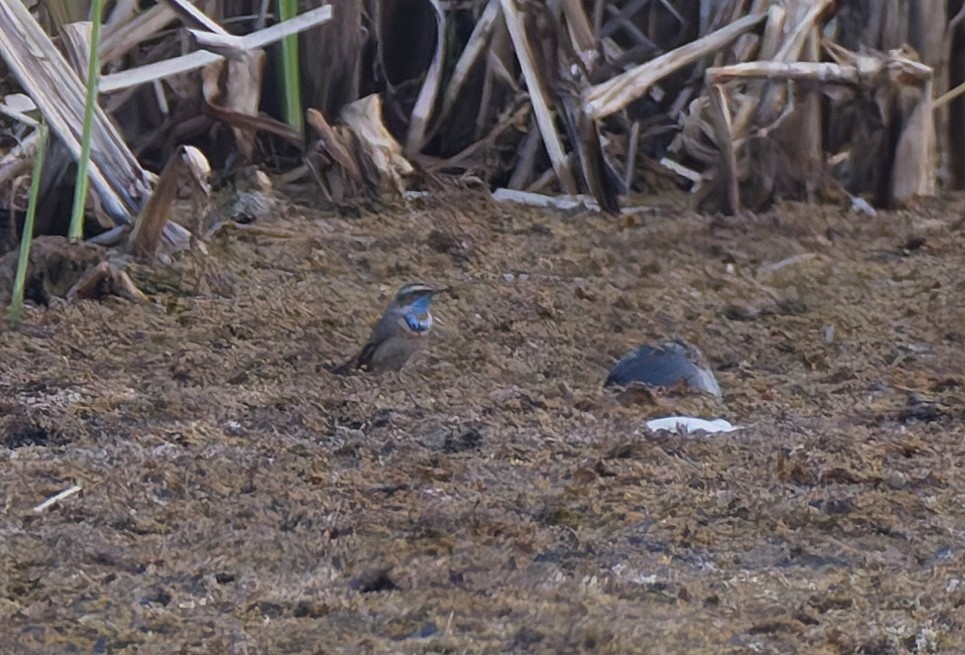 Bluethroat (Red-spotted) - ML617256533