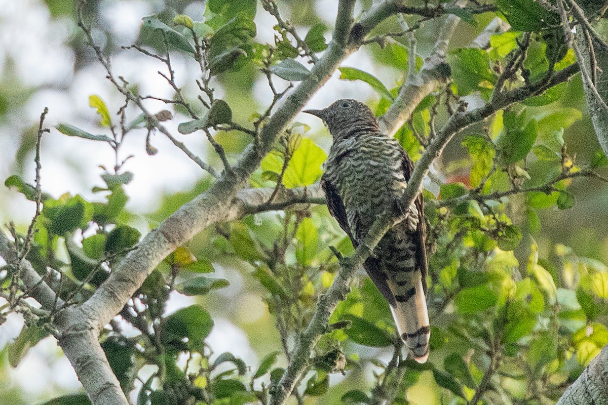 African Emerald Cuckoo - ML617256540