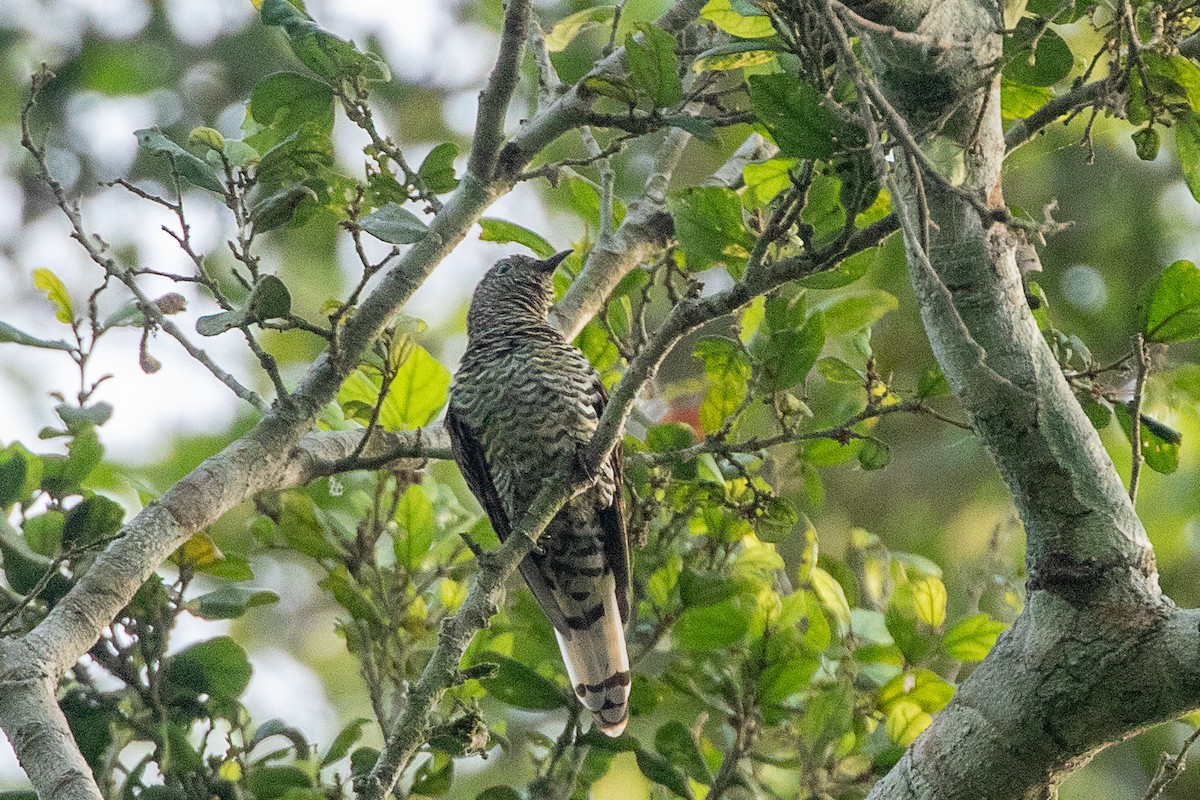 African Emerald Cuckoo - ML617256541