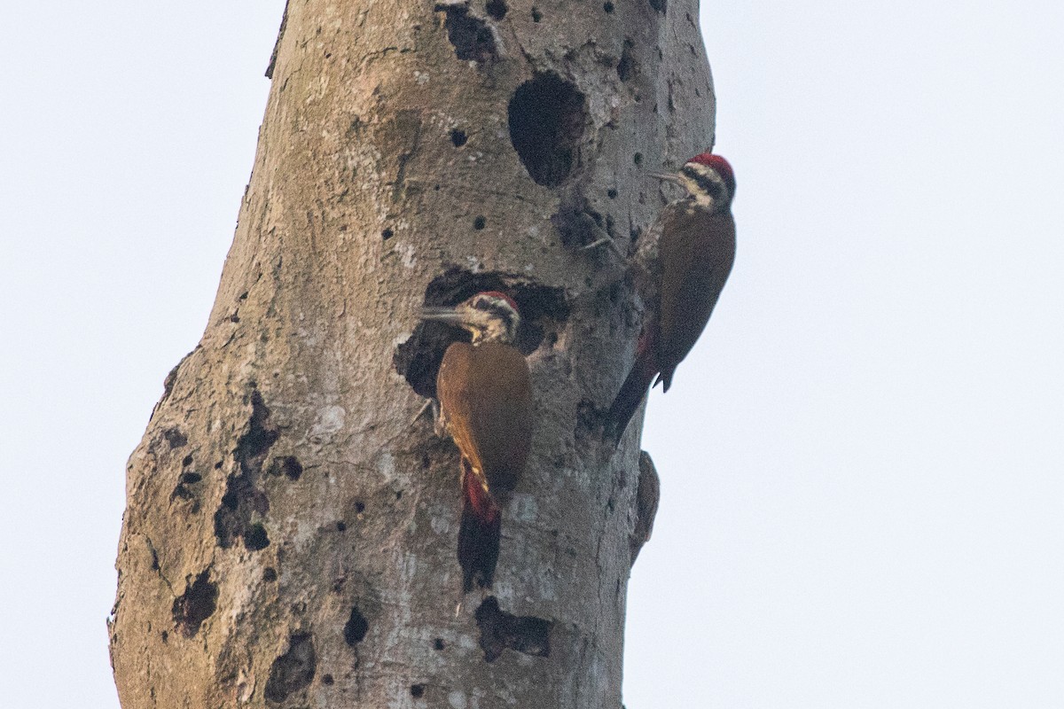 Fire-bellied Woodpecker - ML617256594
