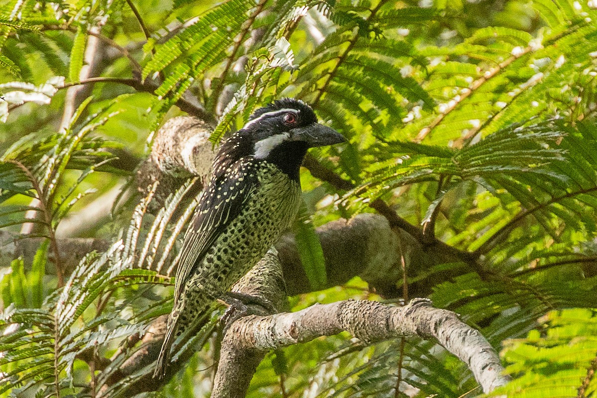 Hairy-breasted Barbet - ML617256607