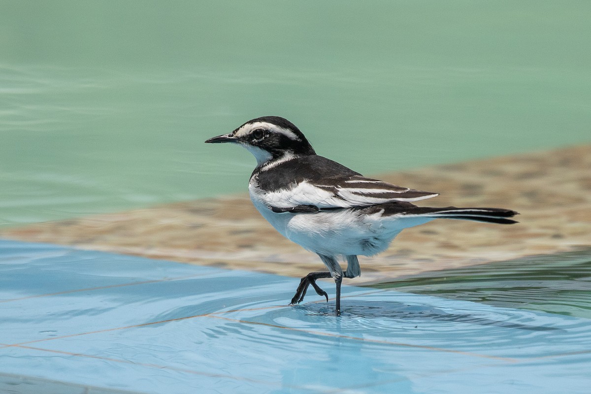 African Pied Wagtail - ML617256653