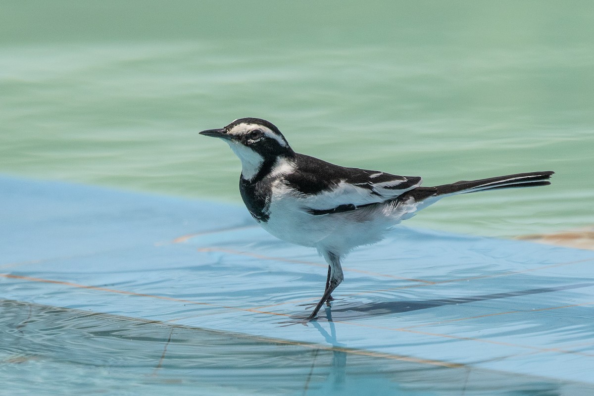 African Pied Wagtail - ML617256654