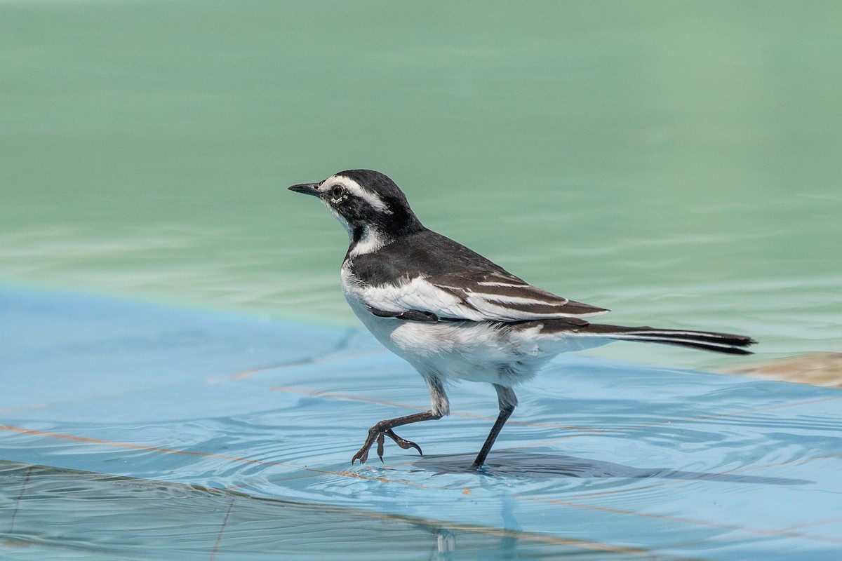 African Pied Wagtail - ML617256655