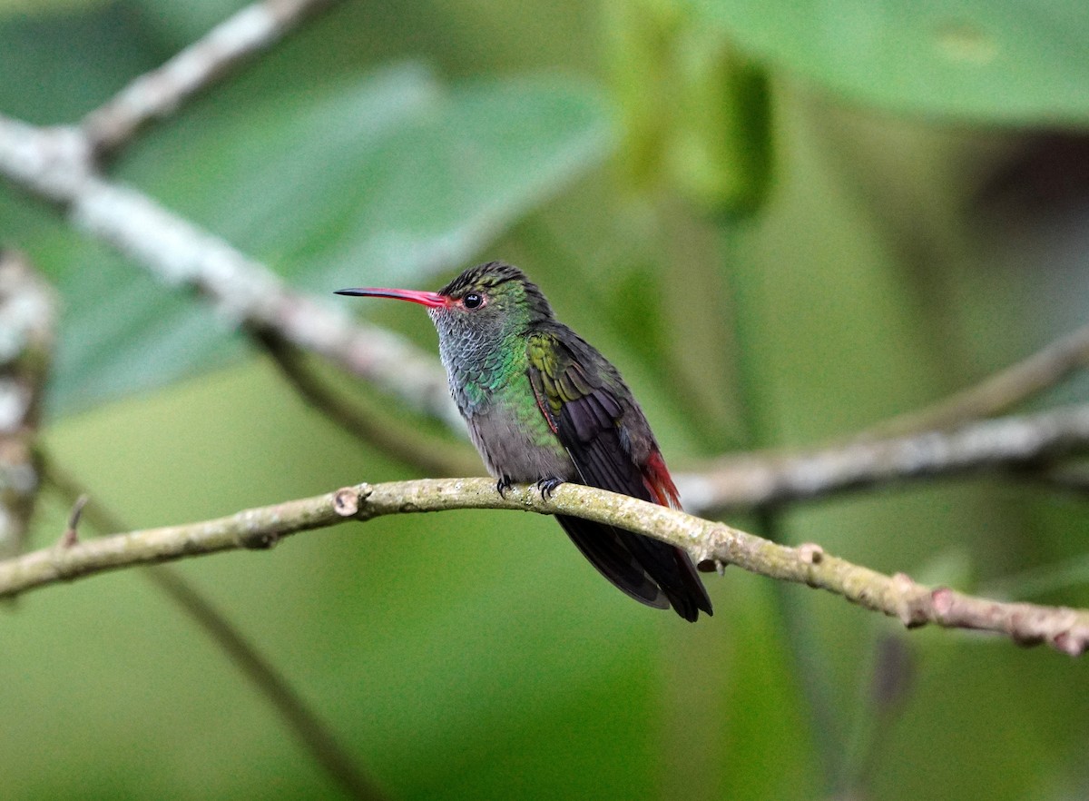 Rufous-tailed Hummingbird - ML617256737